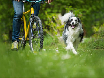 header image cycling with dog 1